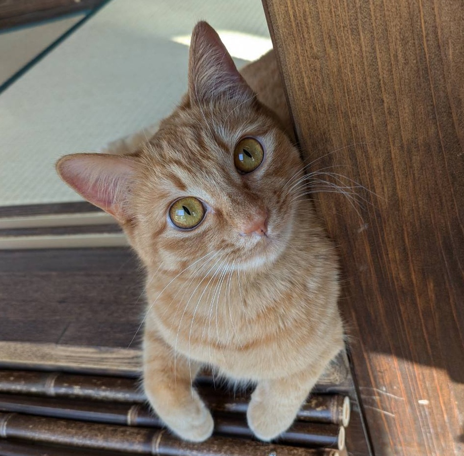 茶トラのねこ名前「はな」の可愛すぎる写真